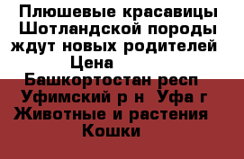 Плюшевые красавицы Шотландской породы ждут новых родителей. › Цена ­ 4 000 - Башкортостан респ., Уфимский р-н, Уфа г. Животные и растения » Кошки   